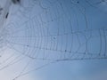 Closeup of beautiful lace of spider web threads covered by small round dew drop beads against bly sky early morning. Nature Royalty Free Stock Photo