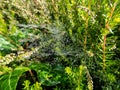 Closeup of beautiful lace of spider web threads covered by small round dew drop in green vegetation Royalty Free Stock Photo