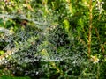 Closeup of beautiful lace of spider web threads covered by small round dew drop in green vegetation Royalty Free Stock Photo