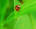 Closeup beautiful ladybug on a green leaf