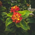 Closeup of a beautiful lantana (lantana) bush in a garden with bloomed colorful flowers Royalty Free Stock Photo