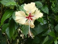 Yellow Hibiscus flower, rosa-sinensis, Tortuguero, Costa Rica Royalty Free Stock Photo
