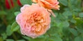 Closeup of a beautiful light orange rose blossoming in a garden Royalty Free Stock Photo