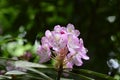 Closeup of beautiful light pink Rhododendron maximum or Great Laurel flowers Royalty Free Stock Photo
