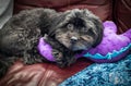 Closeup of a beautiful little gray Bolonka laying on a purple dinosaur toy on a couch and looking up