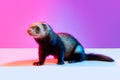 Closeup beautiful little white grey ferret isolated over pink background in neon light. Concept of happy domestic and Royalty Free Stock Photo