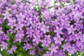 Closeup of beautiful lobelia flower