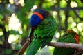 Closeup of beautiful Loriini parrots Royalty Free Stock Photo