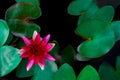 Closeup beautiful lotus flower and green leaf in pond, purity nature background