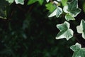 Closeup of beautiful, lush green leaves of Common Ivy, with blurry background and copy space available.