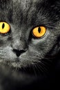 Closeup of beautiful luxury gorgeous grey british cat with vibrant eyes. Dark Background. Selective focus. Dramatic. Royalty Free Stock Photo