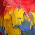Closeup of macaw parrot feather Royalty Free Stock Photo