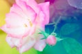 Closeup beautiful macro pink rose Royalty Free Stock Photo