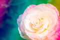 Closeup beautiful macro pink rose Royalty Free Stock Photo