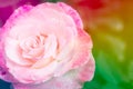 Closeup beautiful macro pink rose Royalty Free Stock Photo