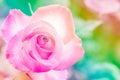 Closeup beautiful macro pink rose Royalty Free Stock Photo