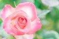 Closeup beautiful macro pink rose Royalty Free Stock Photo