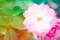 Closeup beautiful macro pink rose Royalty Free Stock Photo