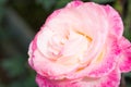 Closeup beautiful macro pink rose Royalty Free Stock Photo