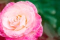 Closeup beautiful macro pink rose Royalty Free Stock Photo