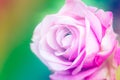 Closeup beautiful macro pink rose Royalty Free Stock Photo