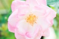 Closeup beautiful macro pink rose Royalty Free Stock Photo