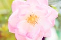 Closeup beautiful macro pink rose Royalty Free Stock Photo