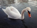 Closeup of beautiful majestic white swan looking curious to camera Royalty Free Stock Photo