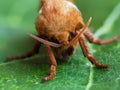 Closeup of a beautiful male orange swift moth, Triodia sylvina Royalty Free Stock Photo