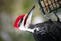 Male pileated woodpecker dryocopus pileatus danglingg on suet feeder Royalty Free Stock Photo