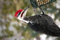 Male pileated woodpecker dryocopus pileatus hangs onto fuet feeder Royalty Free Stock Photo