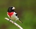 Beautiful male rose-breasted grosbeak