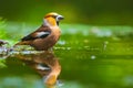 Closeup of a beautiful male wet hawfinch, Coccothraustes coccothraustes drinking, washing, preening and cleaning in water Royalty Free Stock Photo