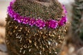 Closeup of a beautiful Mammillaria matudae cactus with a ring of vibrant pink flowers around it