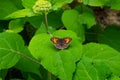 Closeup of a beautiful Maniola jurtina butterfly sitting on a hydrangea leaf Royalty Free Stock Photo