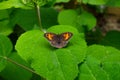 Closeup of a beautiful Maniola jurtina butterfly sitting on a hydrangea leaf Royalty Free Stock Photo
