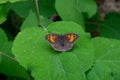 Closeup of a beautiful Maniola jurtina butterfly sitting on a hydrangea leaf Royalty Free Stock Photo