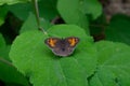 Closeup of a beautiful Maniola jurtina butterfly sitting on a hydrangea leaf Royalty Free Stock Photo