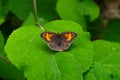 Closeup of a beautiful Maniola jurtina butterfly sitting on a hydrangea leaf Royalty Free Stock Photo