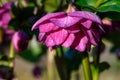 Closeup of beautiful maroon double flowered hellebore on a sunny day