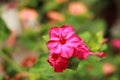 Closeup of a beautiful Marvel-of-peru flower in a garden