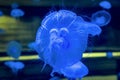 Closeup of beautiful moon jellyfish in aquarium. Royalty Free Stock Photo
