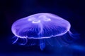 Closeup of Beautiful Moon Jellyfish Royalty Free Stock Photo
