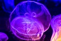 Closeup of Beautiful Moon Jellyfish Royalty Free Stock Photo