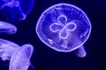 Closeup of Beautiful Moon Jellyfish Royalty Free Stock Photo