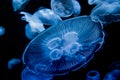 Closeup of Beautiful Moon Jellyfish Royalty Free Stock Photo