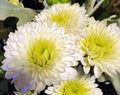 Closeup of beautiful multi petal Chrysanthemum flowers. Pure white with yellow accents.