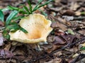 Closeup beautiful mushroom in the forest and black ant on the mu Royalty Free Stock Photo