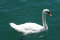 Closeup of a beautiful mute swan in the lake