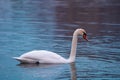 Closeup of a beautiful mute swan swimming in the lake. Royalty Free Stock Photo